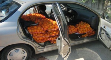 krijumčarenje mandarina, GP Doljani, Gabela polje