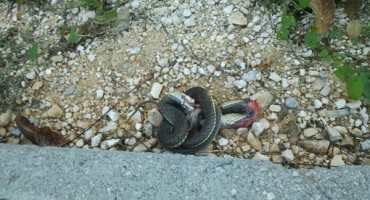 Oprez: Zmije otrovnice još nisu u zimskom snu u Hercegovini