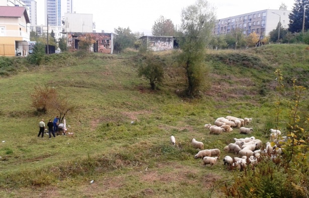 I to je BiH: Usred glavnog grada zaklali i oderali ovcu