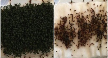 Eksperiment koji je izazvao veliku pažnju