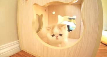 mače, kućni ljubimac, lajanje