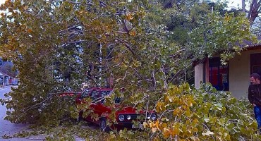 bura, stablo, Mostar