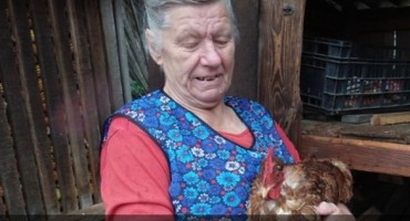 Pero ujutro kukuriče, a popodne nosi jaja