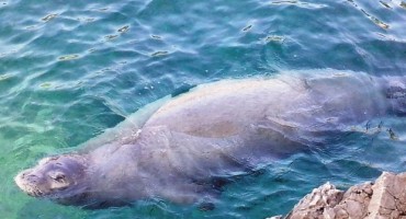 PULA: Najbolje snimljena sredozemna medvjedica ikad