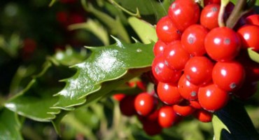 Lišće božikovine liječi mnoge bolesti no plod je jako otrovan! 