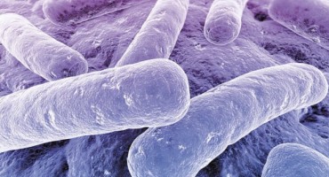 Bakterija ubrizgana u tumor može uništiti maligne stanice