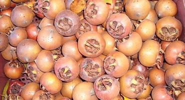 Mušmula divlji lijek