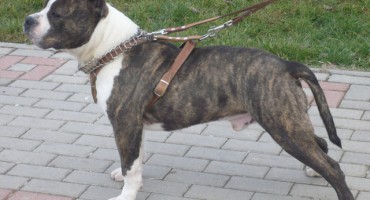 lakše ozlijeđeni, Staffordshire Terrier, napad pasa, KBC Osijek