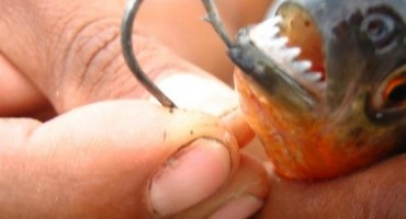 Božićni horor: Ribe izgrizle 70 kupača u Argentini 