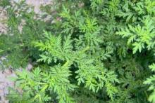 Sweet wormwood, lijek, RAK