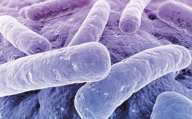 Srbija i Indija rasadnici smrtonosne bakterije