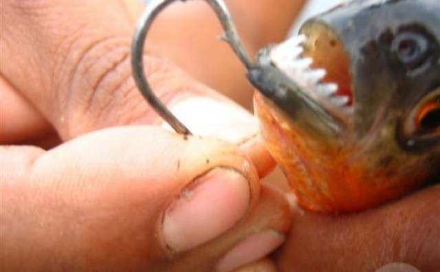 Božićni horor: Ribe izgrizle 70 kupača u Argentini 