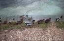 patke široki brijeg