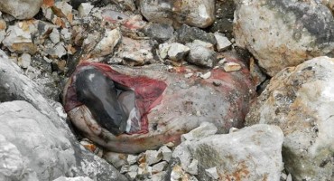 Zastrašujući prizor na Čabulji: Ubili kobilu i odnijeli 'korisne' dijelove