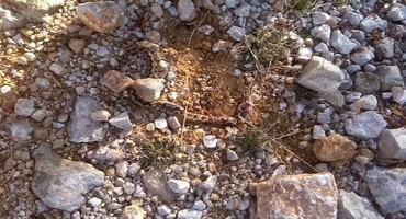 Široki Brijeg: Vrijeme poludilo, u siječnju se sunčaju poskoci!