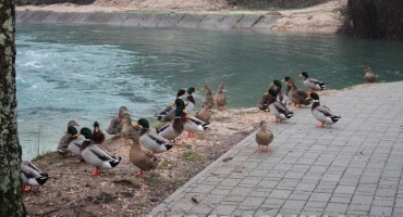 patke široki brijeg