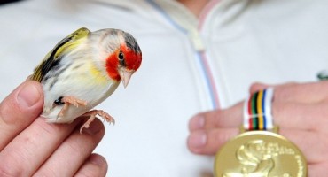 Lovran, križanci, češljugar, kanarinac, na 62. svjetskom ornitološkom prvenstvu