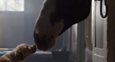 reklama, internet, hit