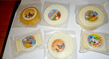 Uz proizvodnju sira krenuo u ekouzgoj crne slavonske svinje