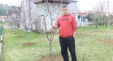 Čudo u Čapljini: Rodila jabuka u siječnju