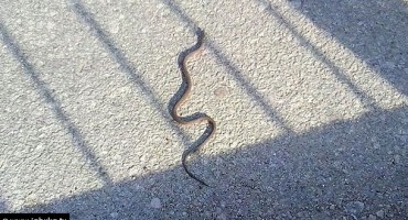 zmija, Široki Brijeg