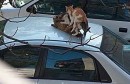 mačke, grupni seks, Mostar