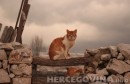 mačke, Hercegovina