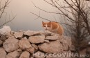 mačke, Hercegovina