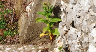 Čitluk: Duhan procvjetao u veljači 