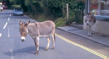 Golfom udario magarca i slomio mu nogu