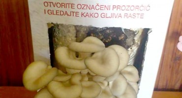 Bukovače uzgojene na talogu kave kupci beru u svojemu domu