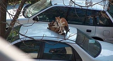 Grupni seks na mostarski način