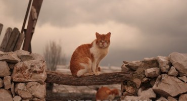 Hercegovačke mačke