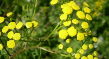 KALOPER (Tanacetum balsamita )