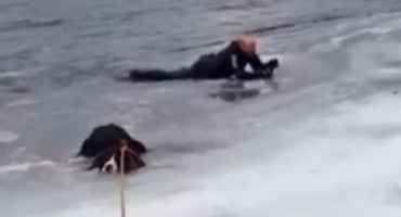 spašavanje, Ove Karlsen, norveška, kućni ljubimac