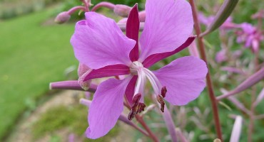 Ovo je najbolji prirodni lijek za prostatu na svijetu 