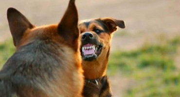 Ženu izgrizli psi dok je brala šparoge