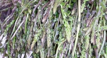 Tajni lijek za rak:  Najobičnije kuke u borbi protiv zloćudne bolesti! Recept je tu, pokušajte! 