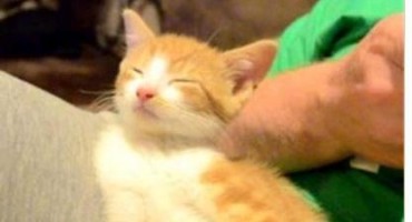 koji oduševljva: Pospani mačić postao apsolutni hit na internetu!