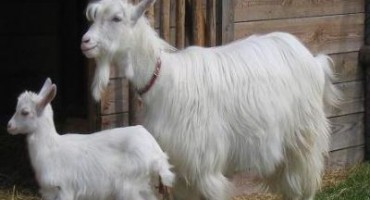 Veterinarska stanica Sarajevo dijagnosticirala brucelozu kod 160 oboljelih koza