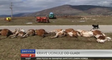 uginuće 199 krava, Zakon za zlostavljanje i bezrazložno usmrćivanje, izgladnio krave, farma u Jošanima, optužnica