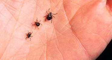 Budite oprezni: Krpelji već aktivni