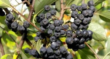 Superbobica koja snižava visoki krvni tlak i drži kolesterol pod kontrolom