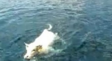 To se zove ljubav: Krava preplivala dva kilometra zbog bika