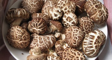 shiitake gljive, Svježe i sušene, maštati o uzgojenim gljivama, Kinezi i Japanci, Eliksir života