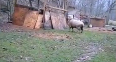 Vjerovali ili ne: Ovca umislila da je pas