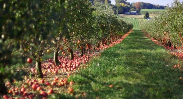 Ministar Šljivić, Vlada HBŽ, uzgoj voća, Livno