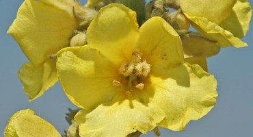 žuti cvjetovi, divizma