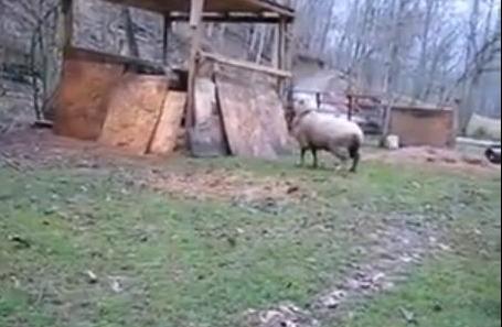 Vjerovali ili ne: Ovca umislila da je pas