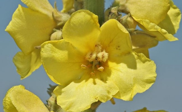 Žuti cvijet pomaže u borbi protiv astme, kod tegoba s očima, a godi i probavi
